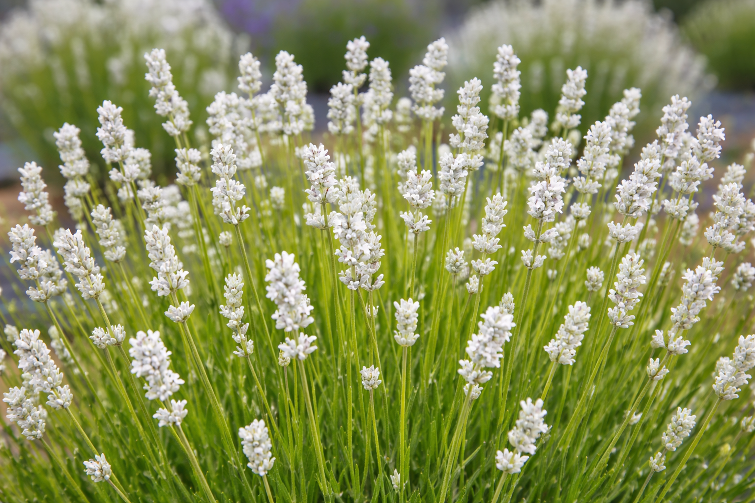 Cespuglio di lavanda bianca con spighe fiorite e foglie verdi.