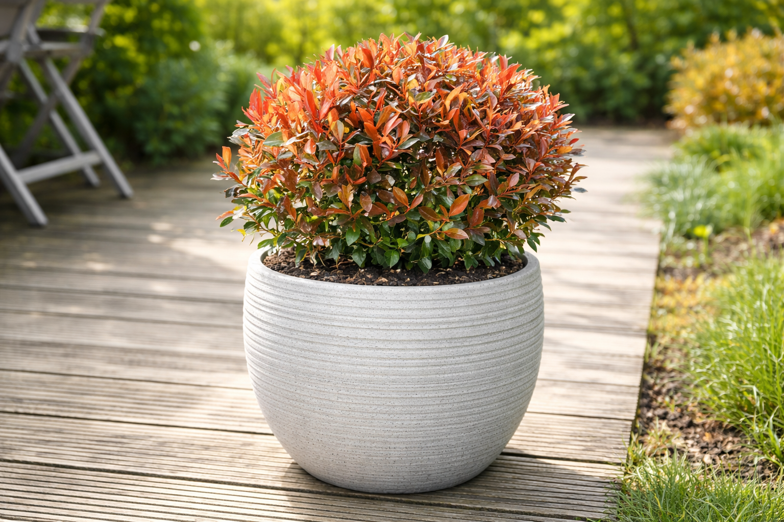 Photinia in vaso: come creare una barriera privacy su balconi e terrazzi