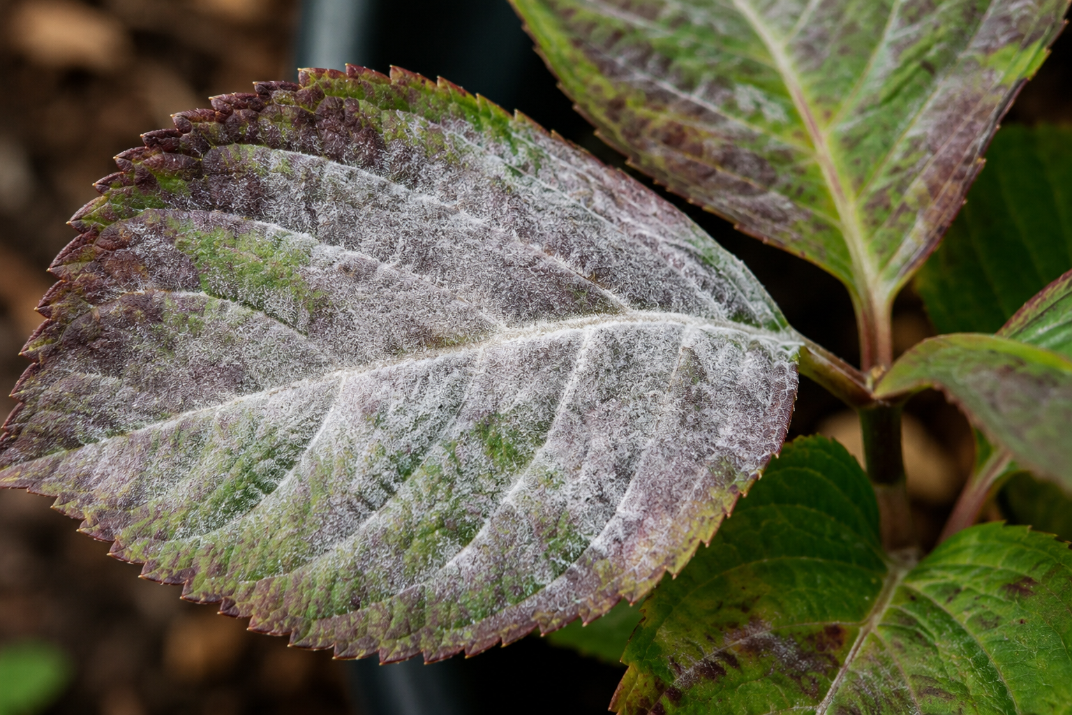 Foglie colpite da muffa grigia, ricoperte da patina biancastra polverosa su più foglie della ortensia.