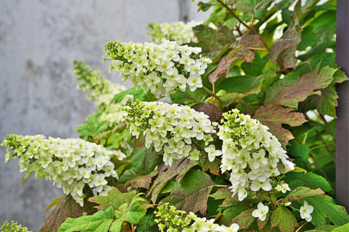 Hydrangea Quercifolia: l'ortensia con foglie di quercia che infiamma l'autunno