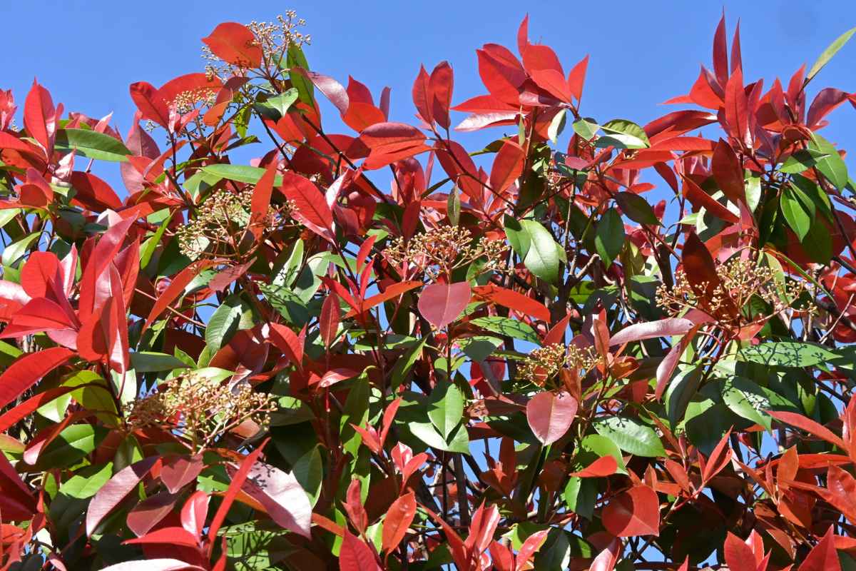 Photinia Red Robin: guida completa alla varietà più amata per siepi rosse