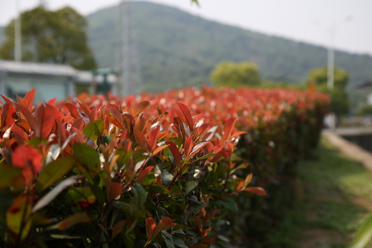Prezzi Photinia: quanto costa una siepe pronta all'uso? (Analisi e formati)