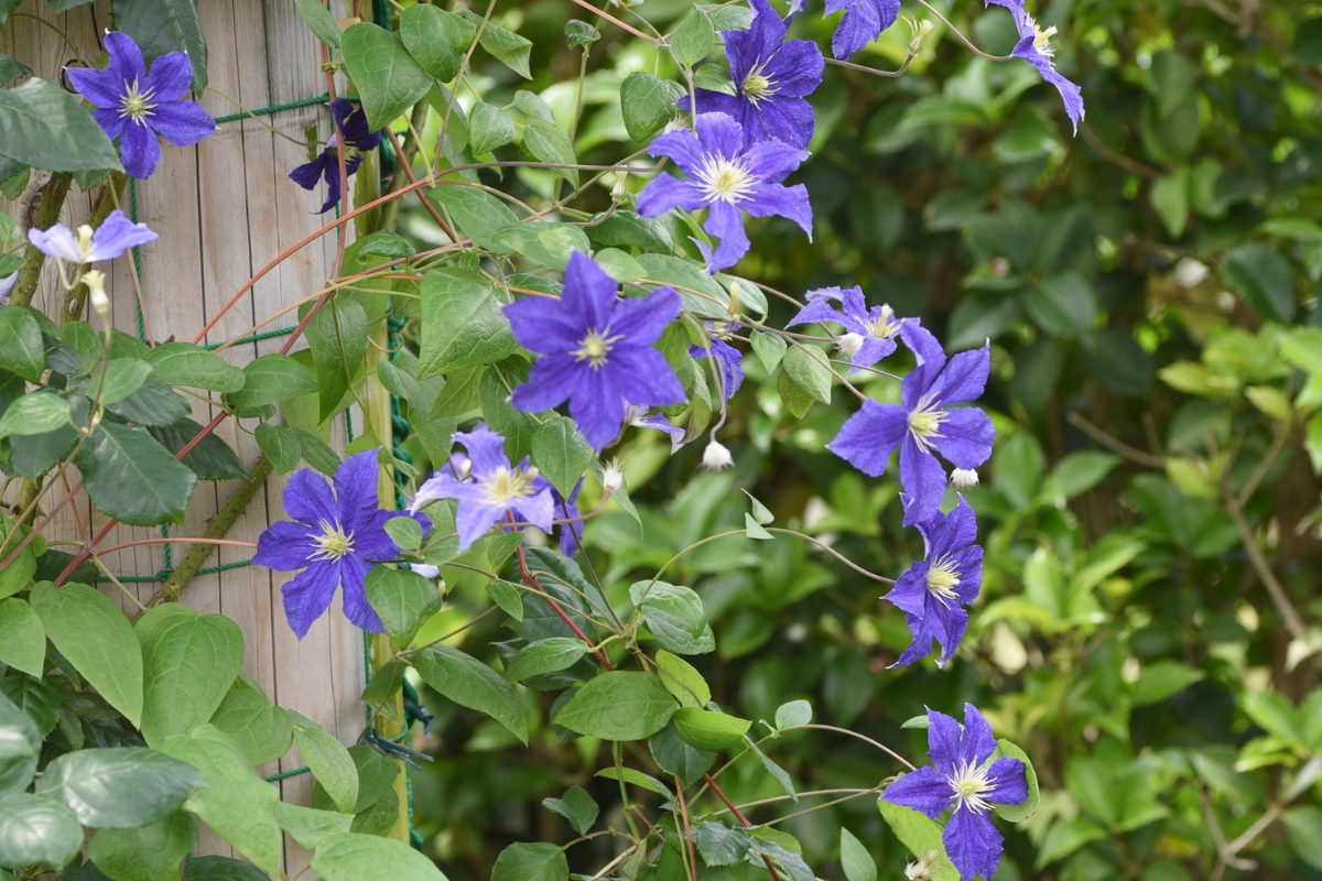 Perché la mia Clematis non fiorisce? 4 errori comuni e come rimediare subito