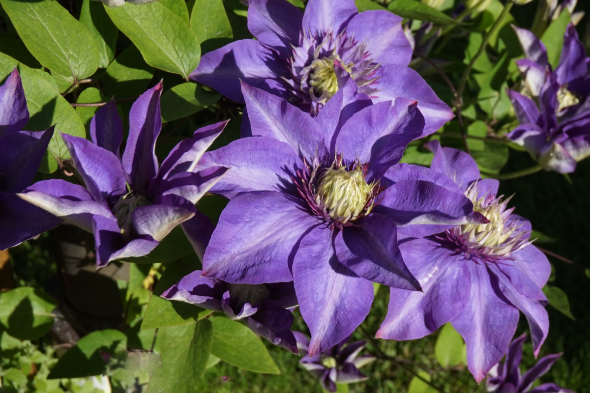 Clematis: come scegliere il gruppo di potatura corretto per fioriture spettacolari