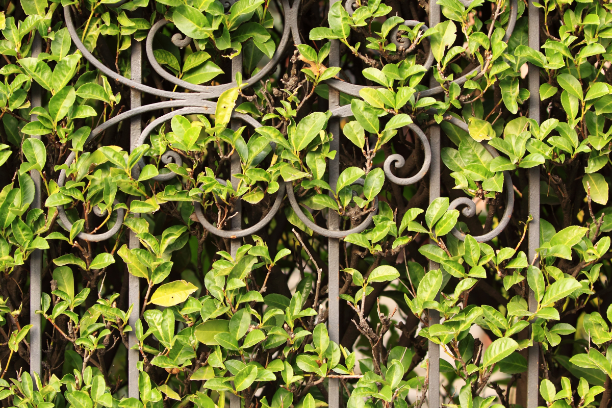 Come far arrampicare le piante: guida pratica a supporti, grigliati e fissaggi invisibili