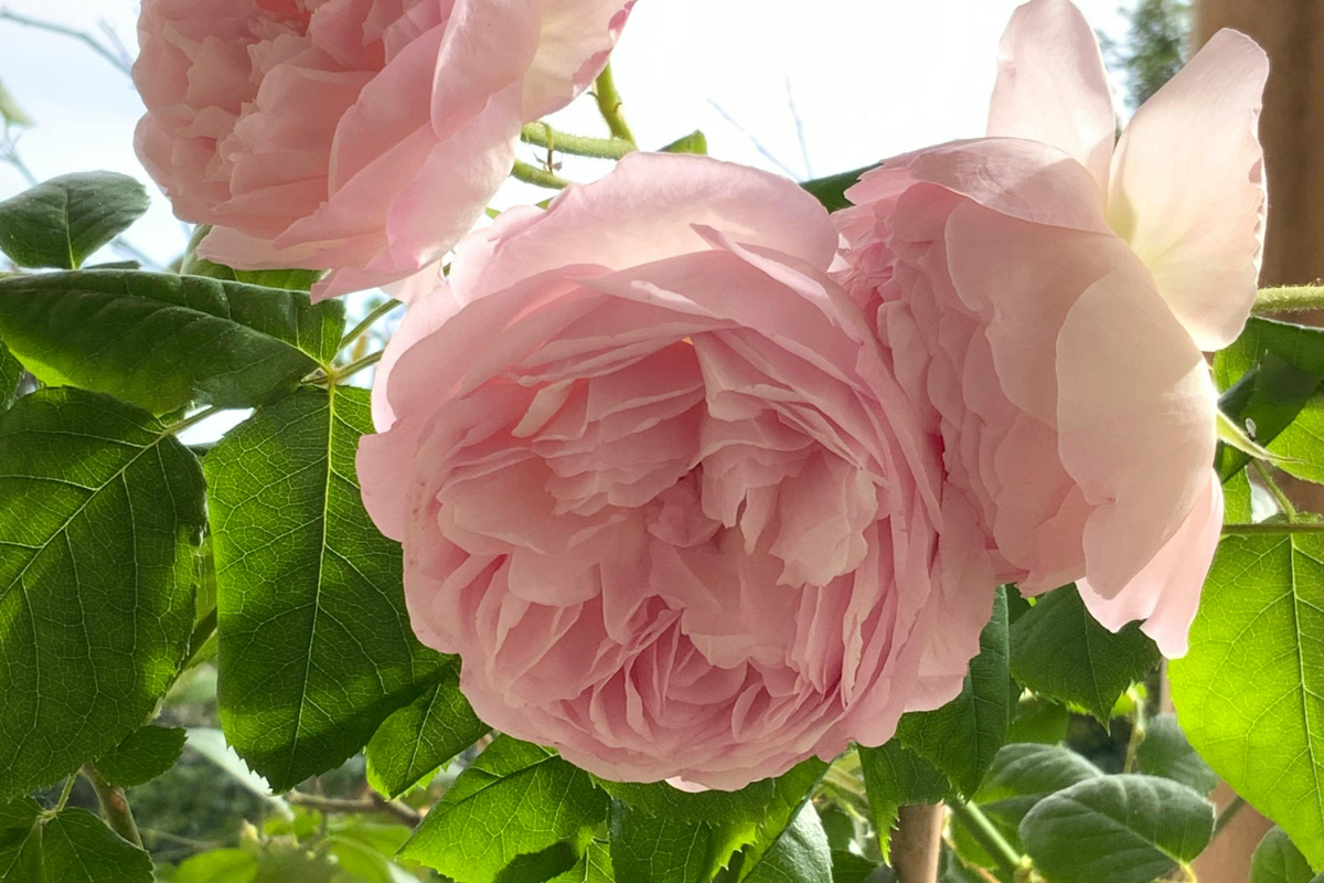 Rose rosa in piena fioritura