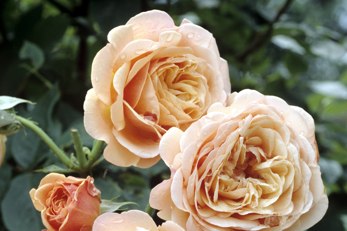 Rose inglesi color pesca in piena fioritura.