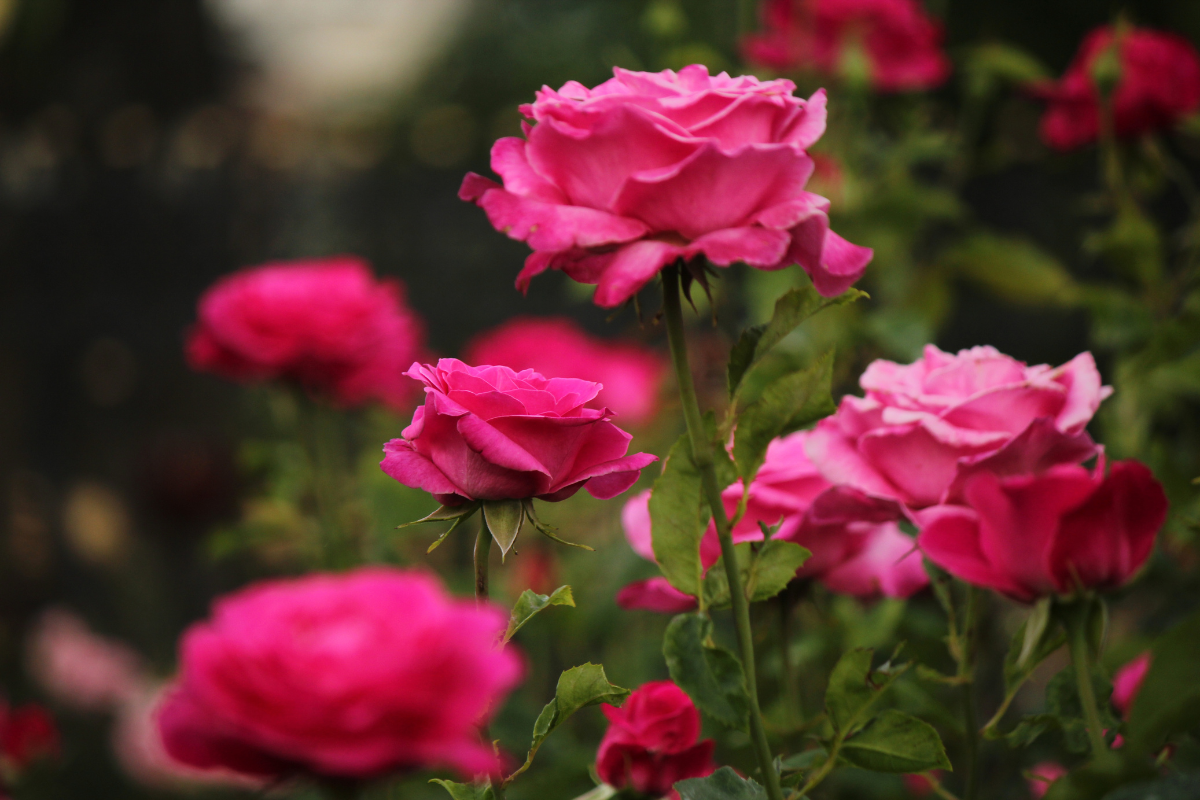 Rose rosa in fiore nel giardino con petali pieni e foglie verdi.