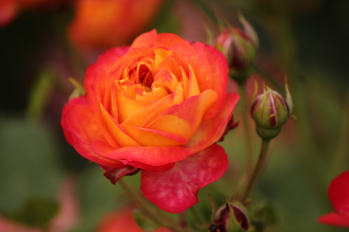 Rosa arancione e rossa in piena fioritura.