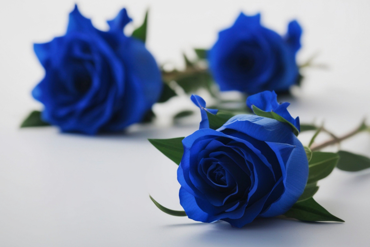Tre rose blu su superficie chiara con foglie verdi.