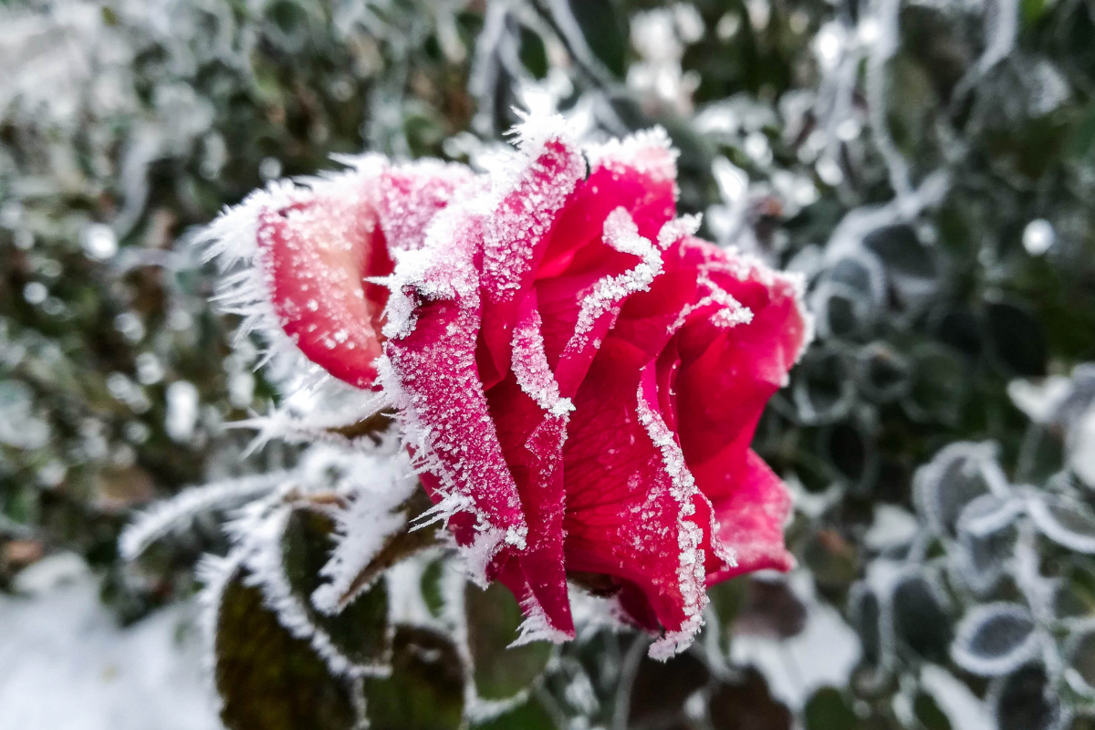 Rosa rossa coperta di brina e ghiaccio durante l’inverno in giardino.