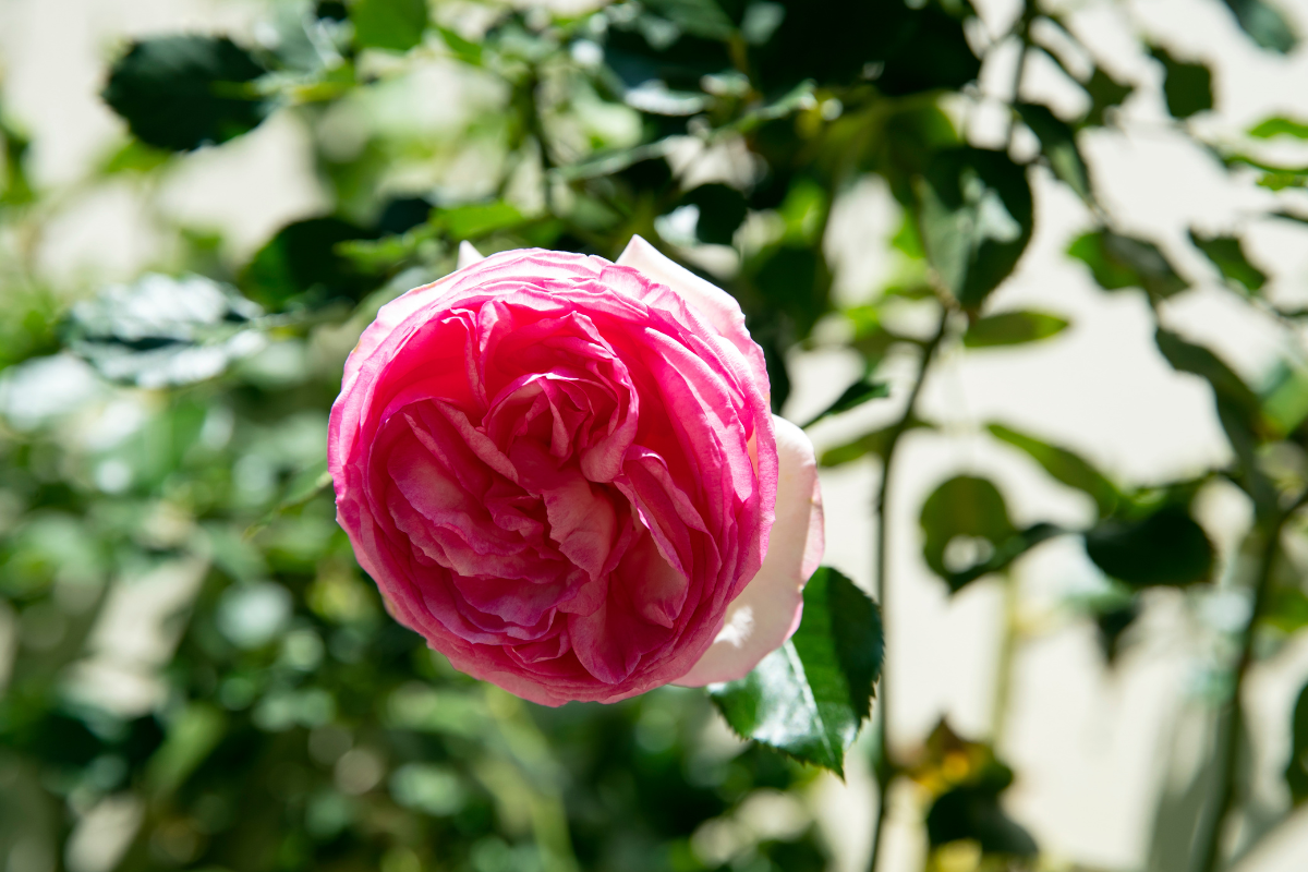 Rosa Pierre de Ronsard rosa con petali pieni su ramo di rosa rampicante.