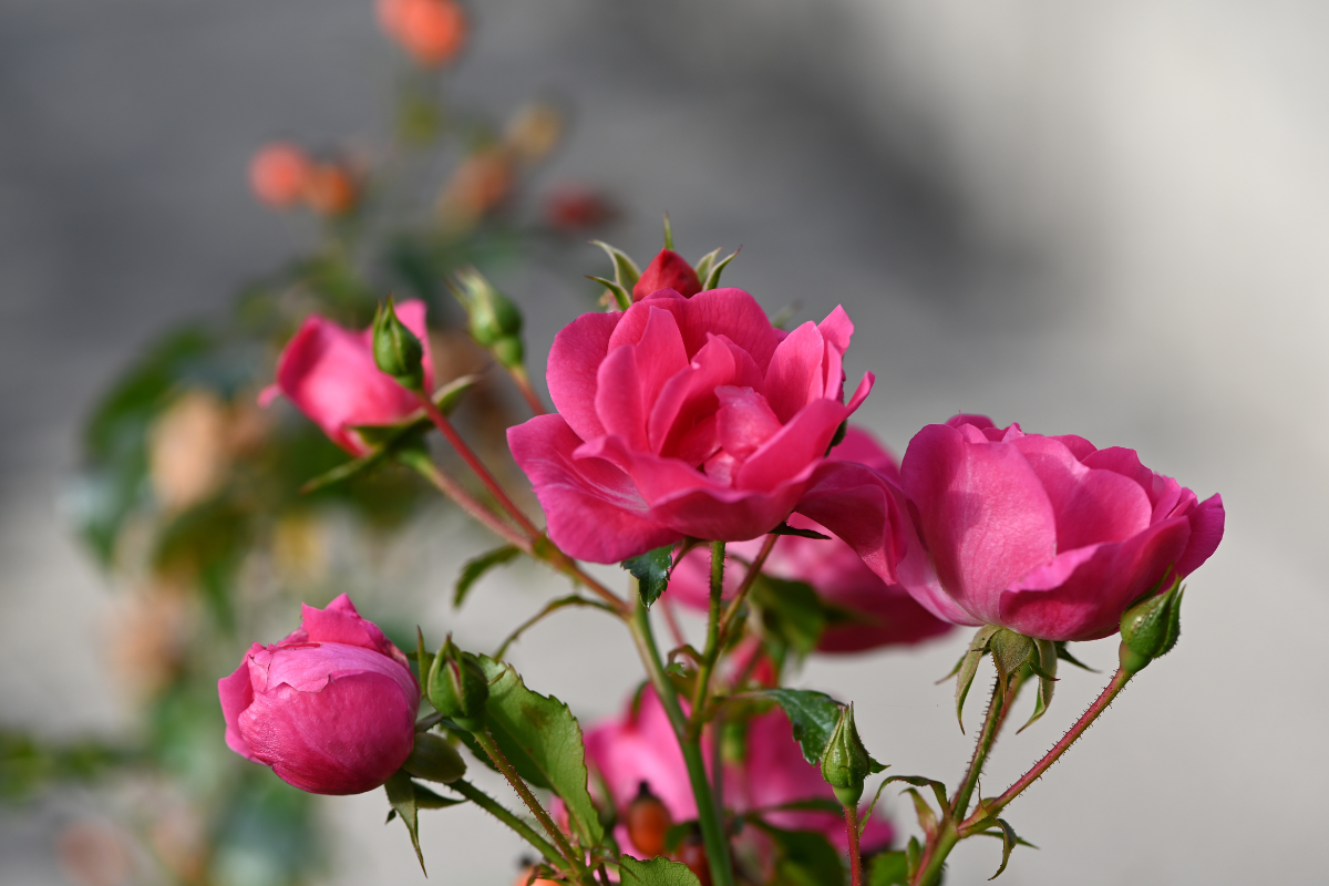Ramo di rosa con fiori rosa e boccioli in apertura.
