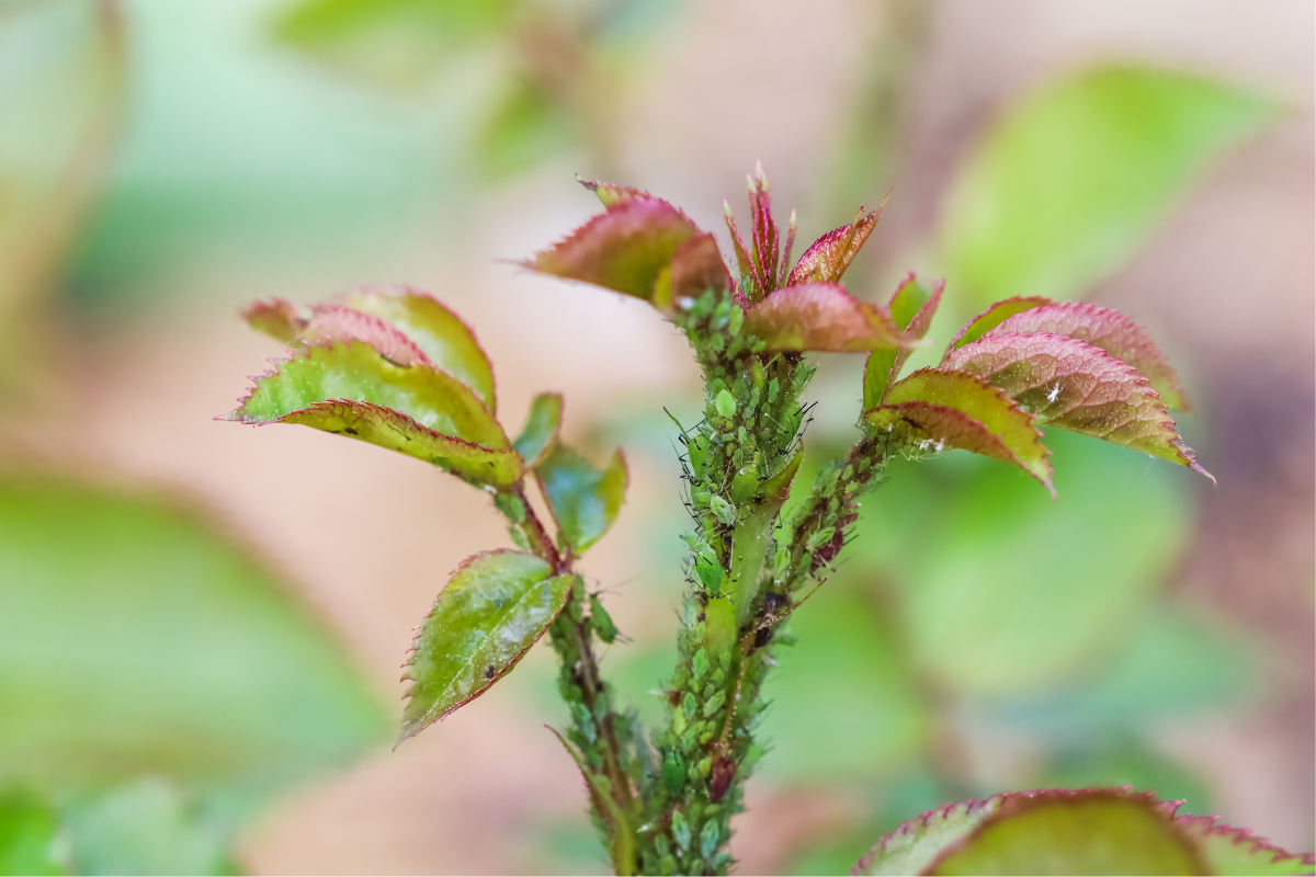 Afidi su germogli di rosa con foglie rosse e verdi.