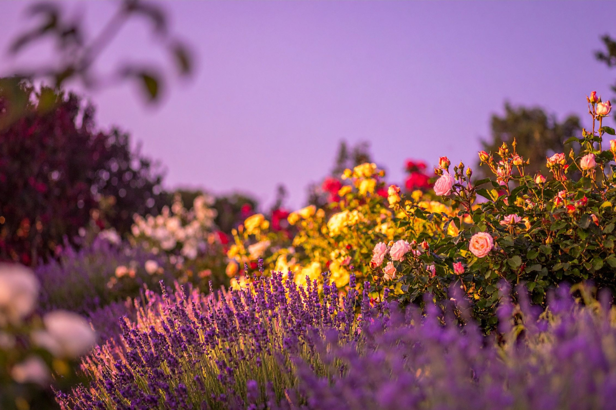 Aiuola di lavanda con rose sullo sfondo in un giardino al tramonto.