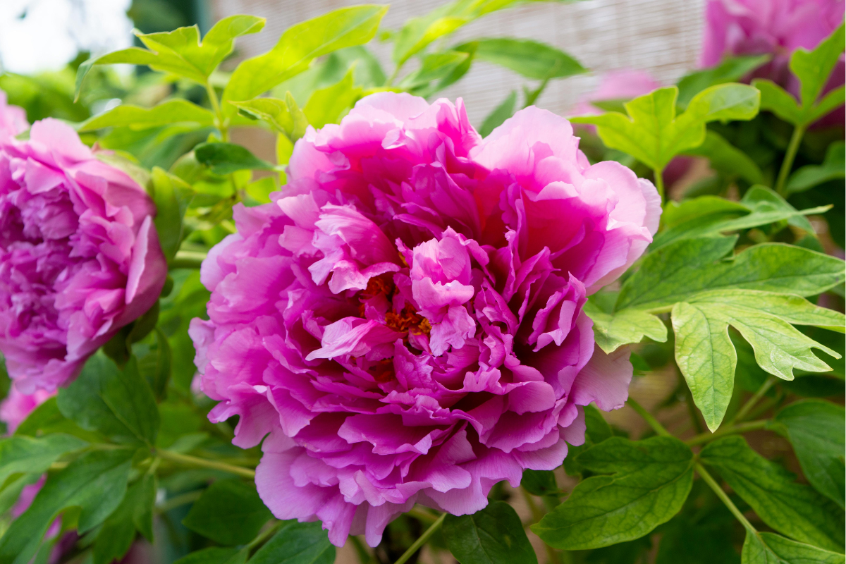 Peonia rosa intensa in piena fioritura con petali pieni e foglie verdi.