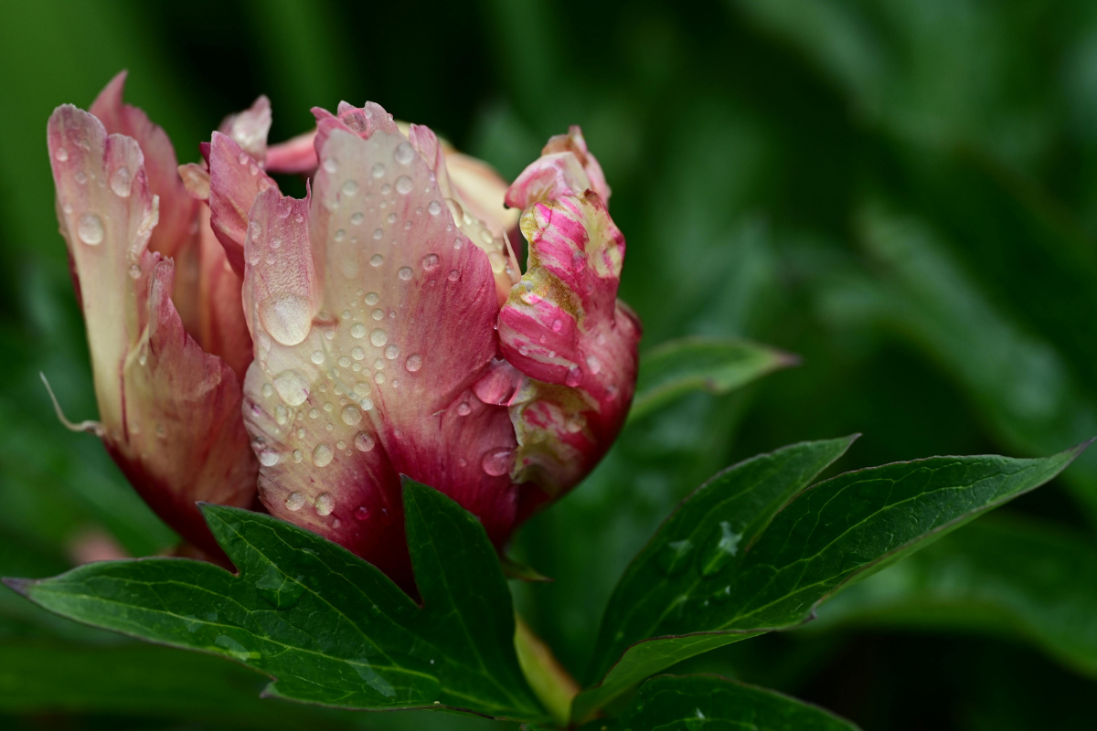 Dettaglio di bocciolo di peonia con foglie verdi e rugiada.