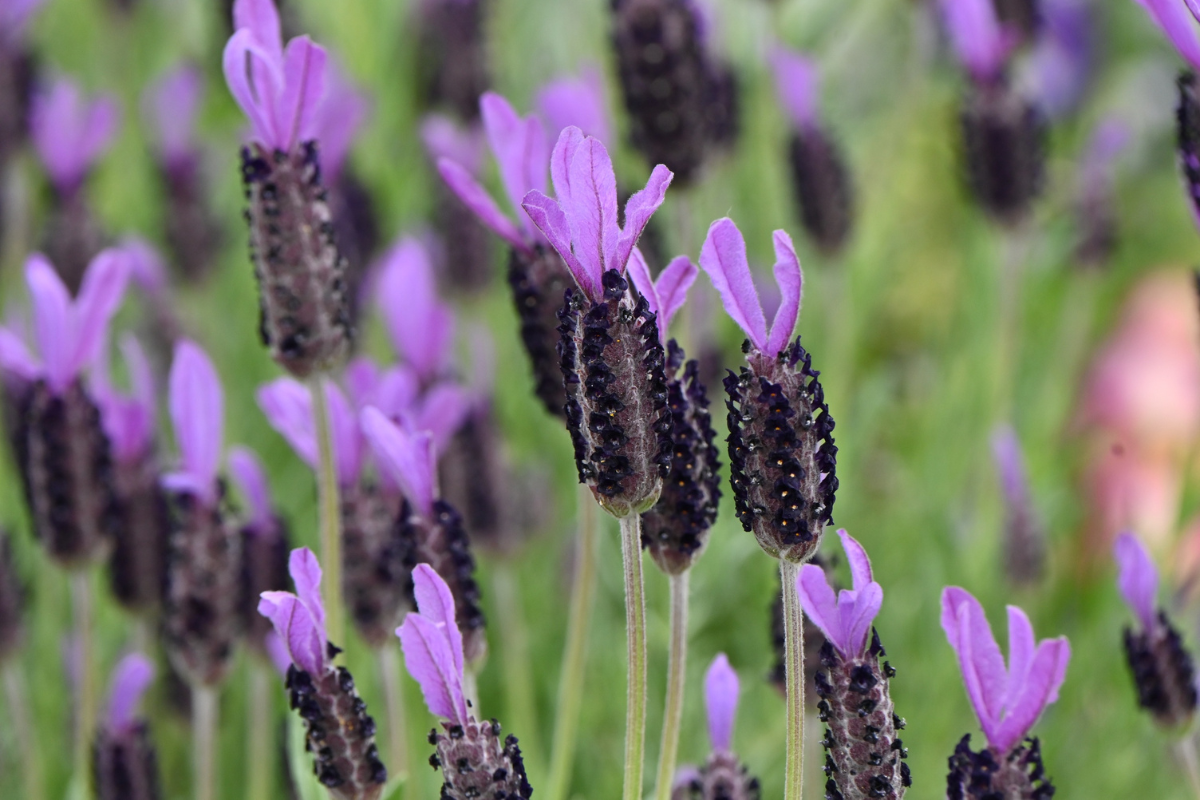 Lavanda ornamentale con infiorescenze viola e lilla in giardino.