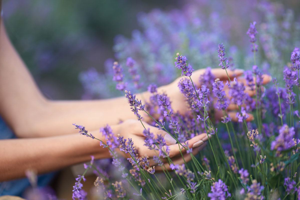 Dettaglio di lavanda in fiore con mani tra i fiori.