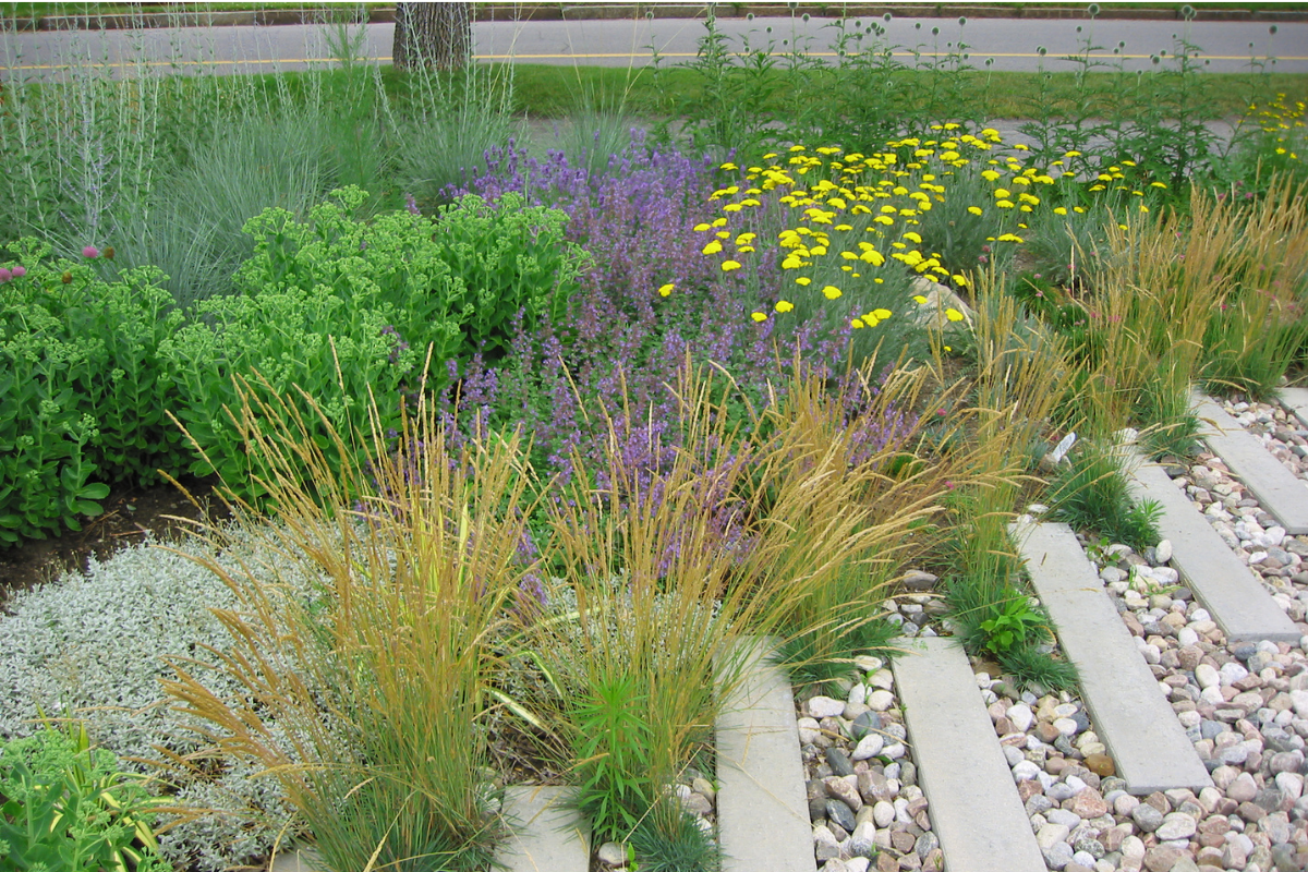Giardino naturale con graminacee, fiori gialli e piante perenni.