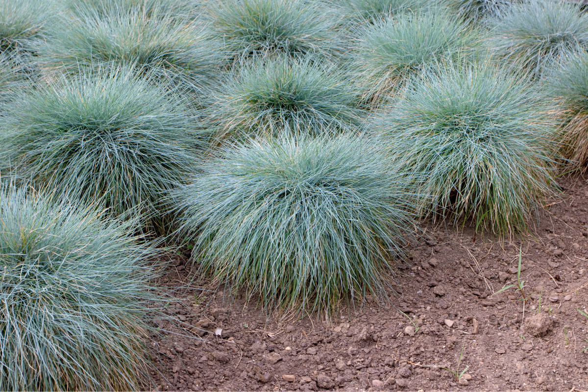 Aiuola con graminacee decorative basse e dense.