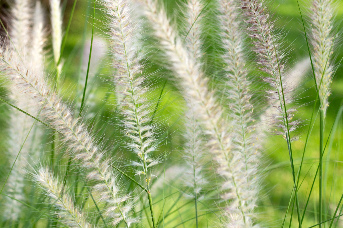 Spighe di graminacee ornamentali leggere e decorative.