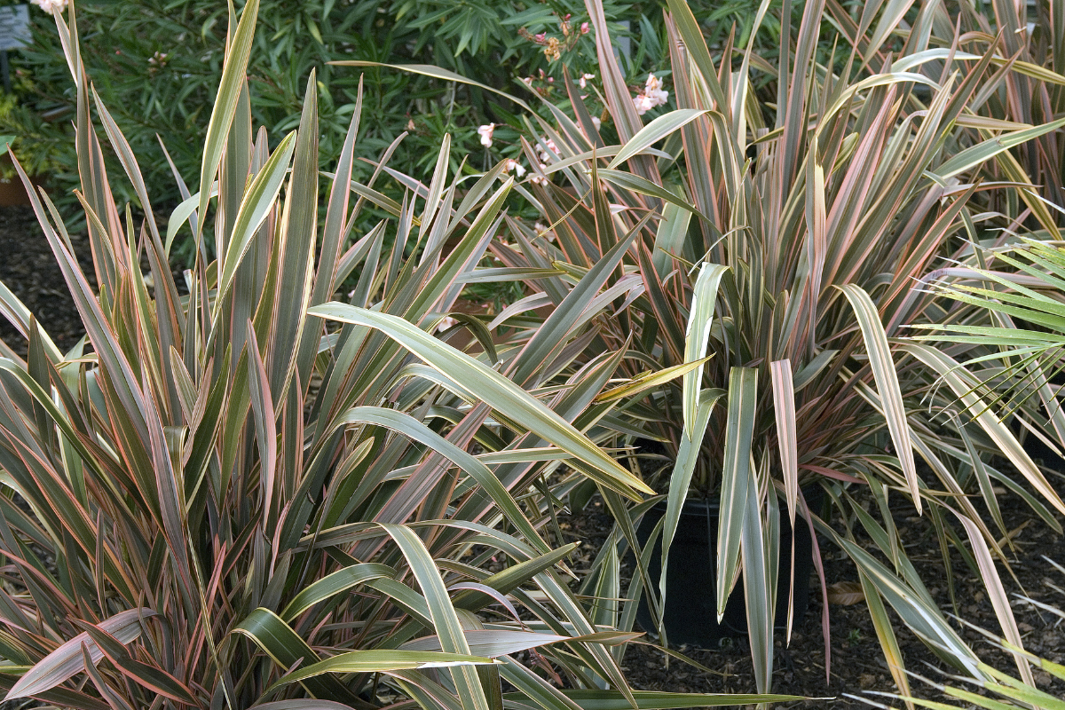 Phormium ornamentale variegato con foglie a strisce verdi e chiare.
