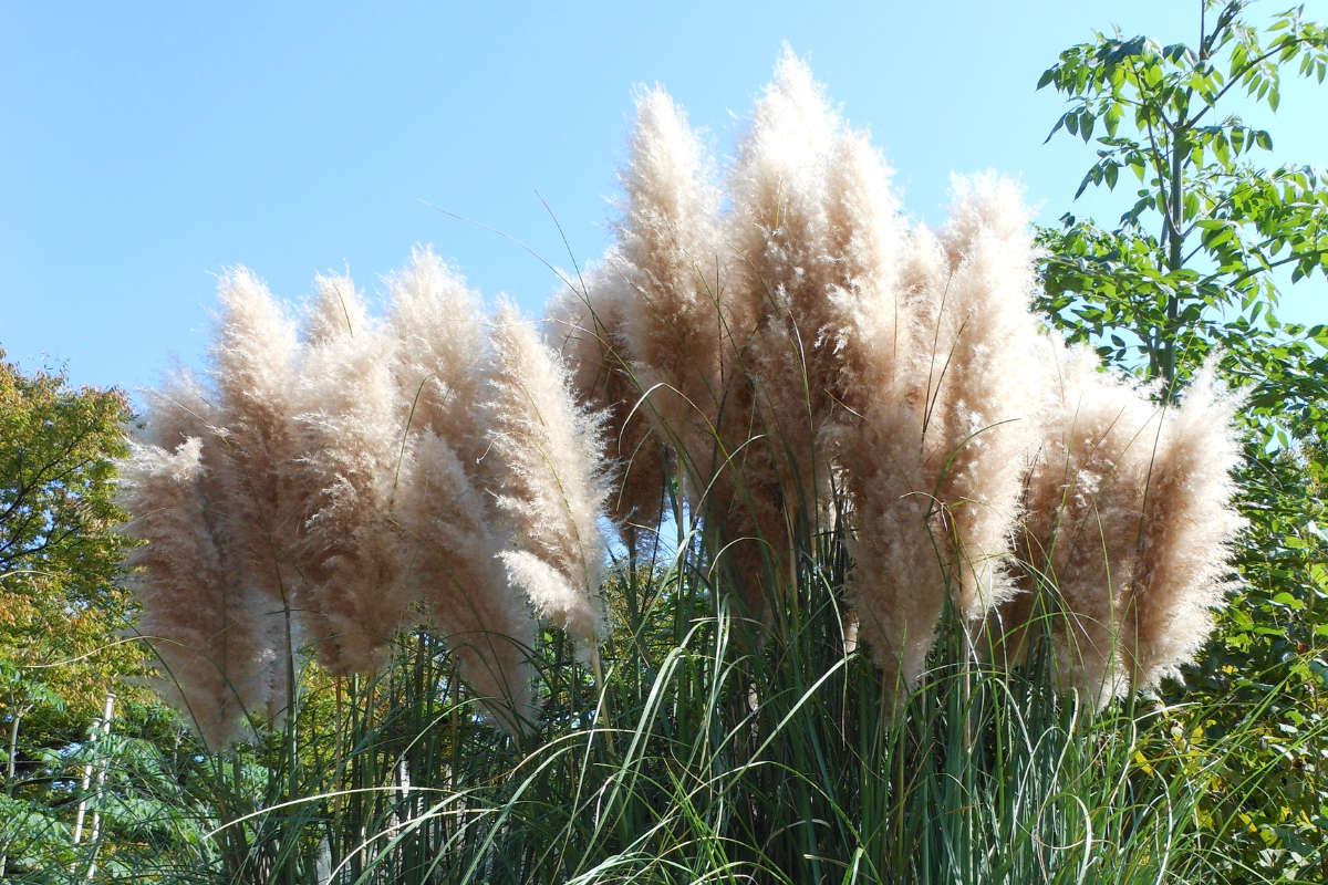 Graminacea ornamentale tipo pampas (Cortaderia selloana) con grandi pannocchie piumose color crema sotto cielo azzurro.