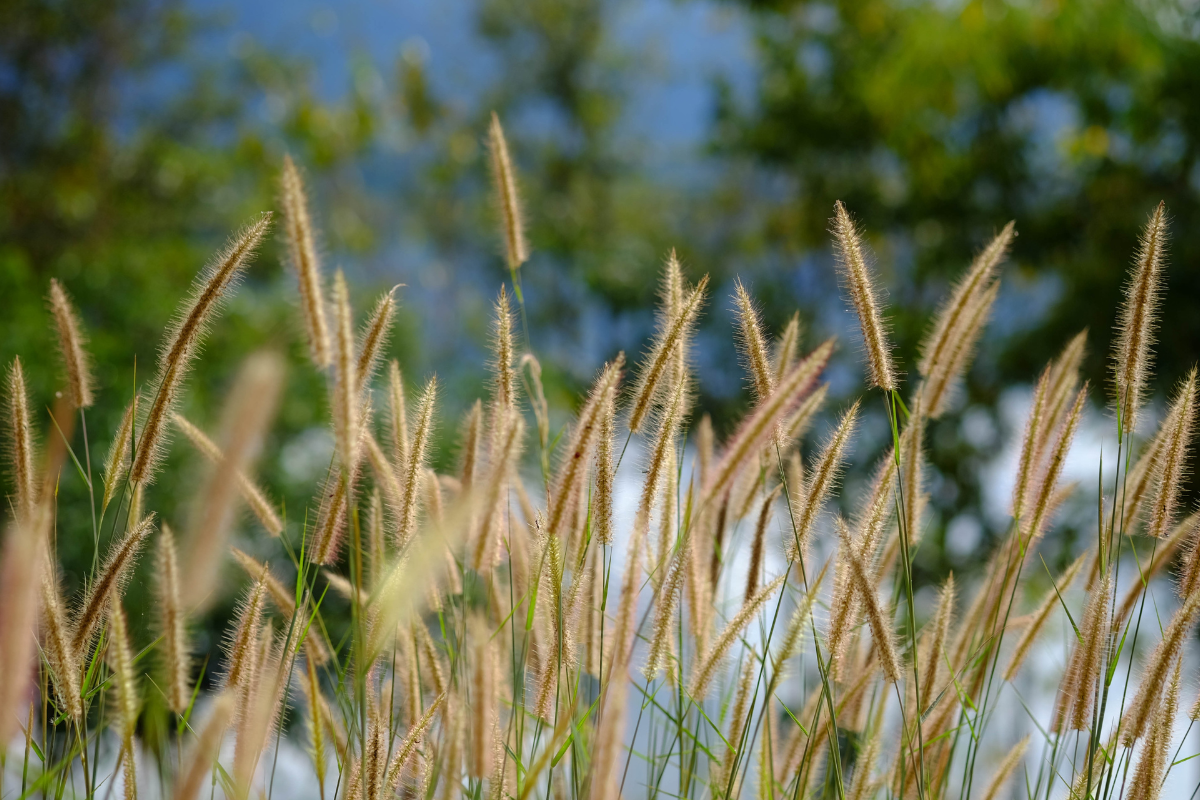 Graminacee ornamentali con spighe sottili e dorate illuminate dal sole, su sfondo di cielo azzurro e vegetazione verde.