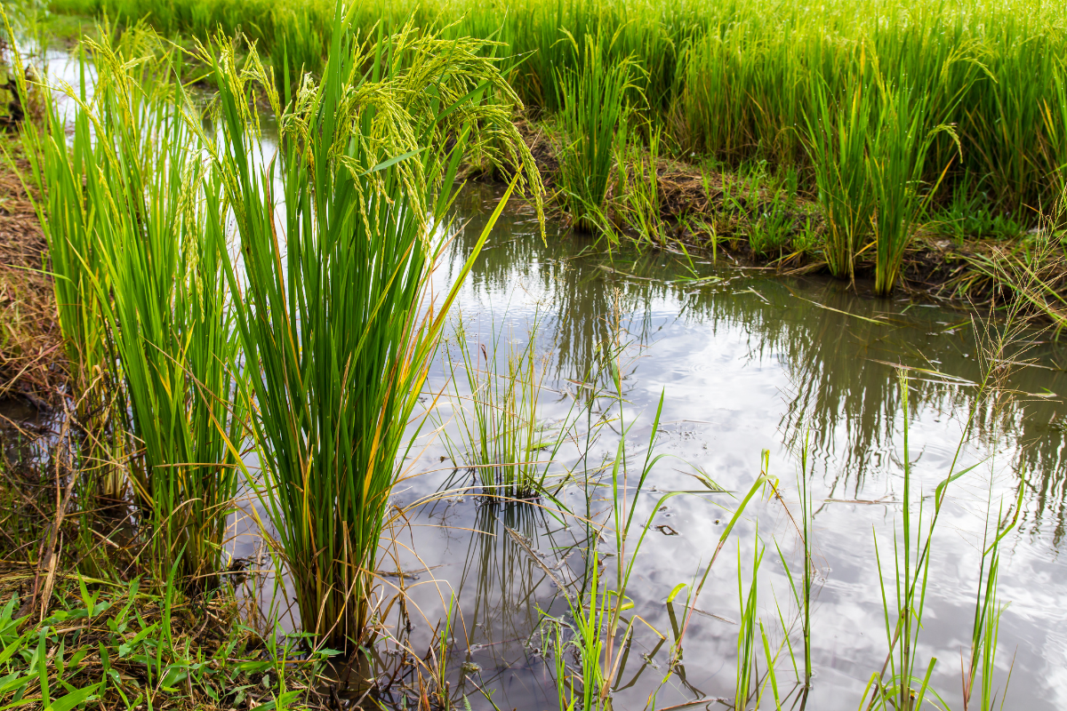Carex verde che cresce lungo il bordo di uno stagno naturale.