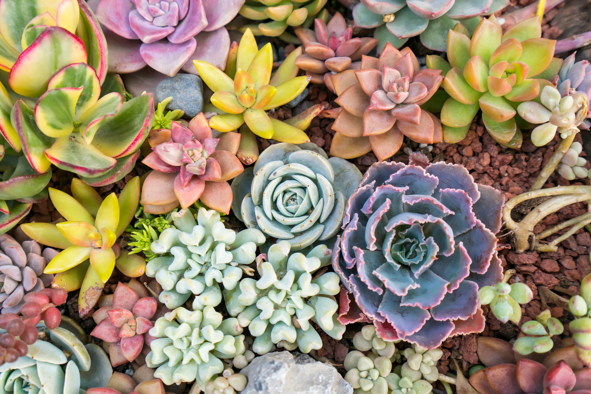 Composizione di piante succulente colorate con rosette compatte in tonalità verde, rosa e viola, viste dall’alto.