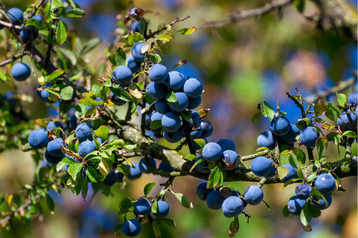 Ramo di prugnolo con bacche blu scuro mature tra foglie verdi, in luce naturale su sfondo sfocato.