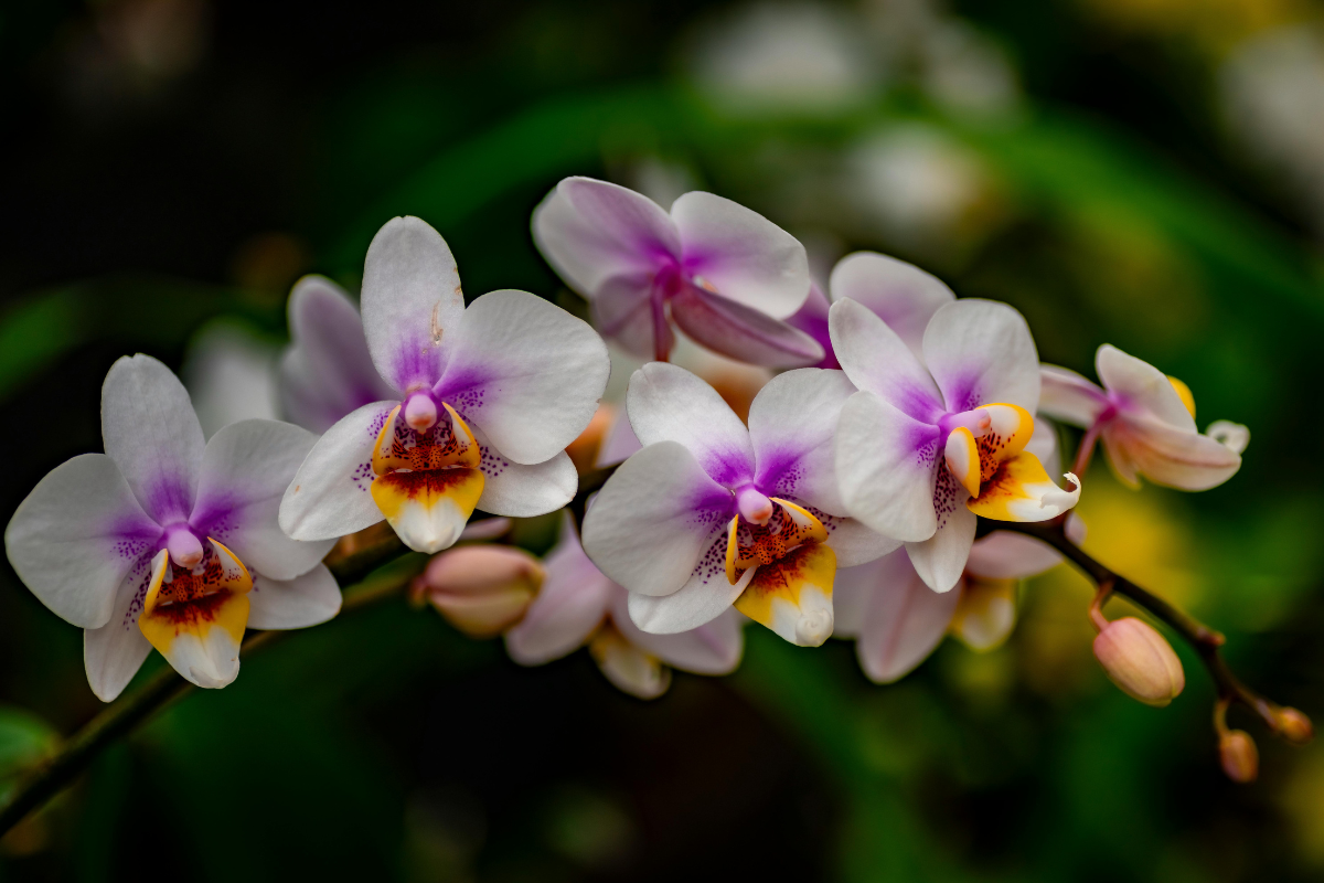 Orchidea Phalaenopsis con fiori bianchi e rosa e centro giallo-arancio, su sfondo verde scuro sfocato.