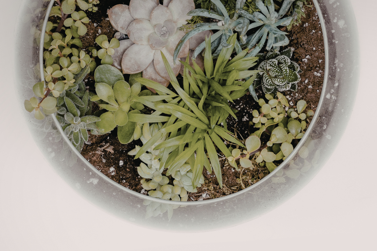 Collezione di piante succulente in piccoli vasi, con diverse forme e tonalità di verde e grigio, su superficie luminosa.