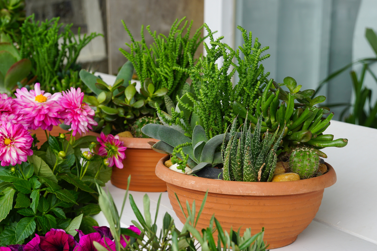 Composizione di piante in vaso su balcone, con cactus, succulente e fiori colorati in primo piano.