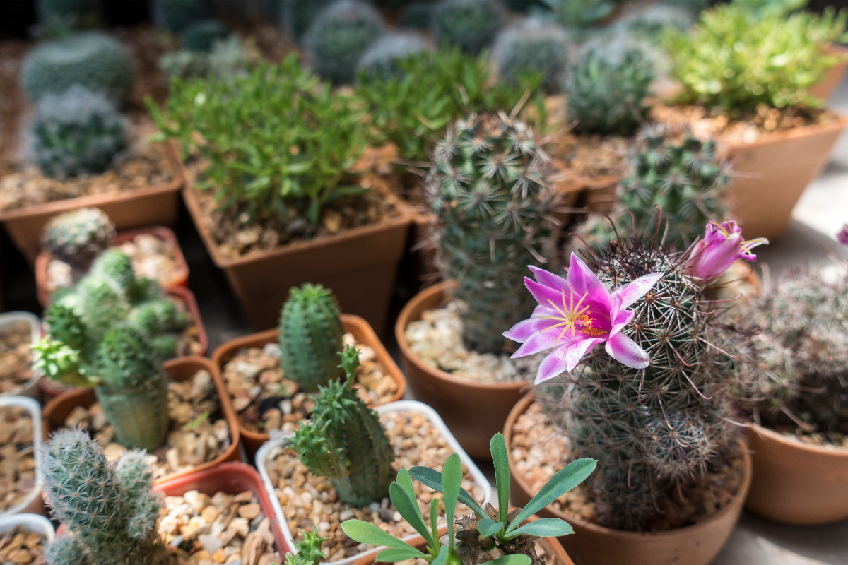 Collezione di cactus in piccoli vasi con ghiaia, con un esemplare in fiore rosa in primo piano.