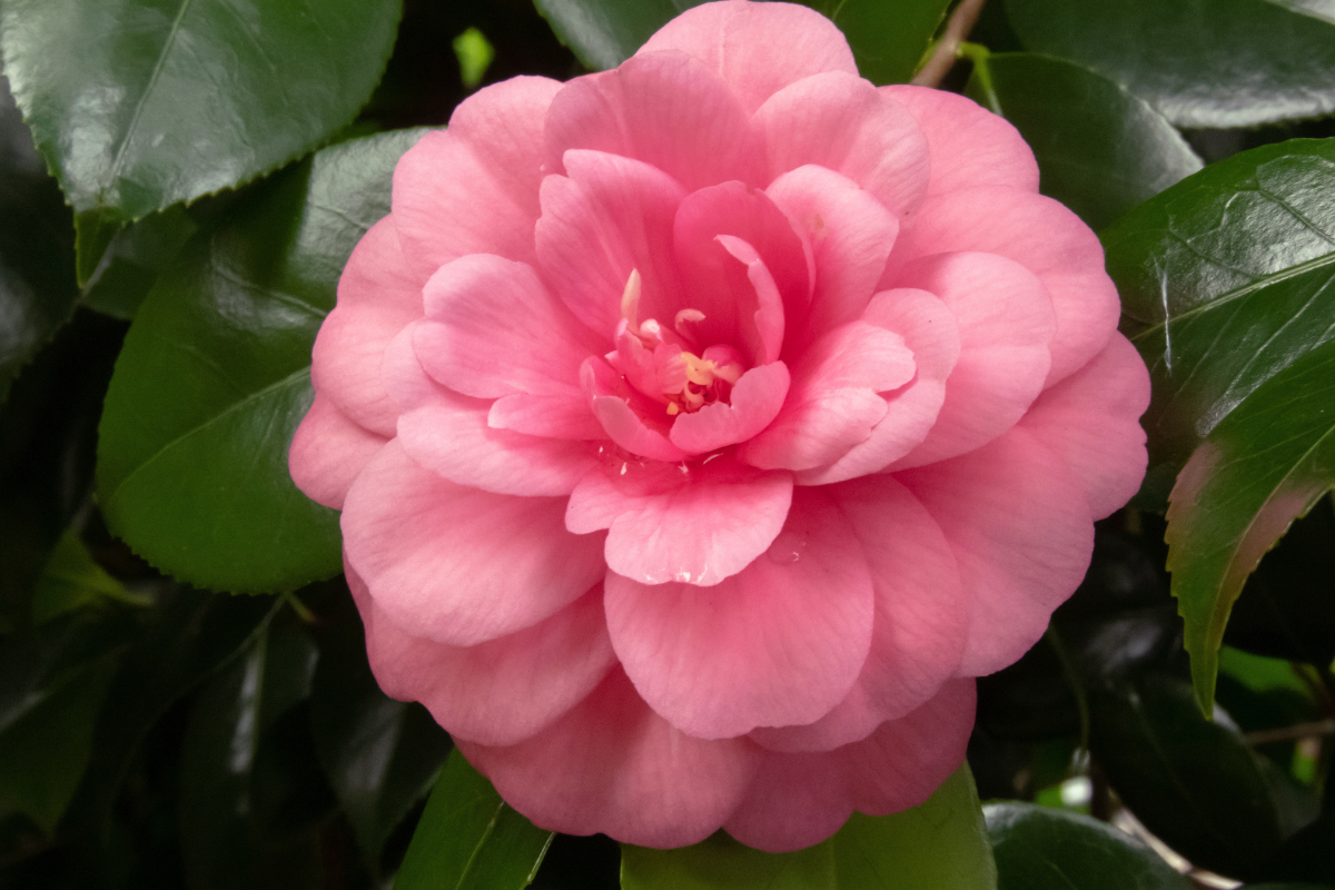 Fiore di camelia rosa pieno e rotondo con petali sovrapposti, su sfondo di foglie verdi lucide.