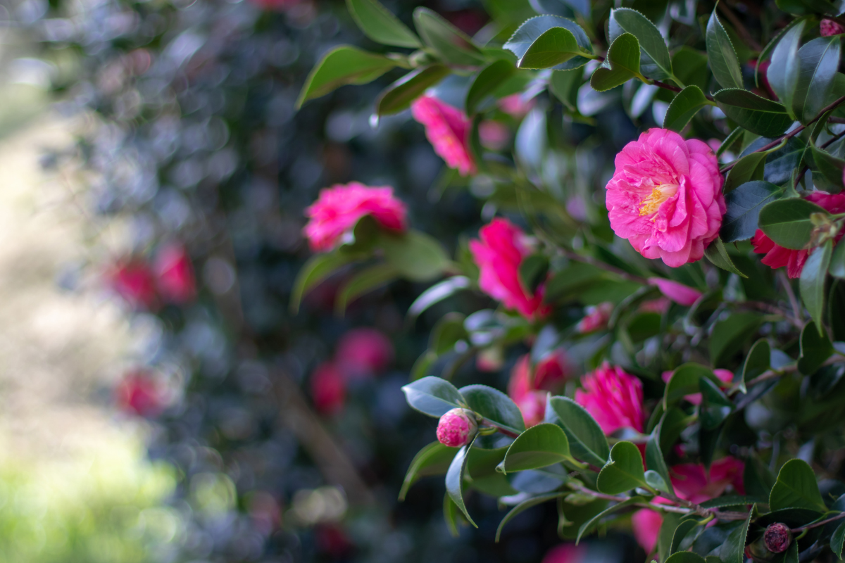 Camelia rosa in fiore su cespuglio con foglie verdi lucide, su sfondo naturale sfocato.