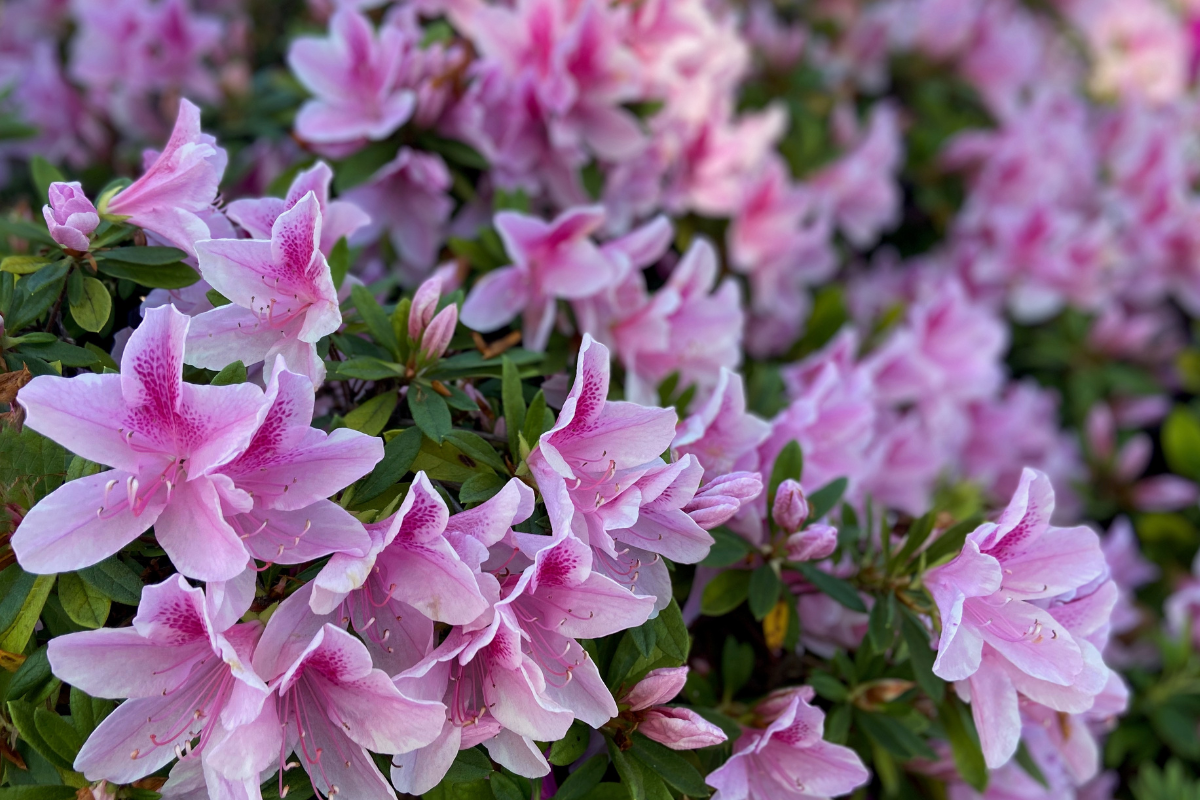 Rododendro rosa in piena fioritura con numerosi fiori su cespuglio verde.