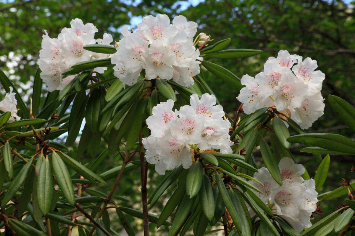 Rododendro bianco in fiore con grappoli di fiori tra foglie verdi allungate.