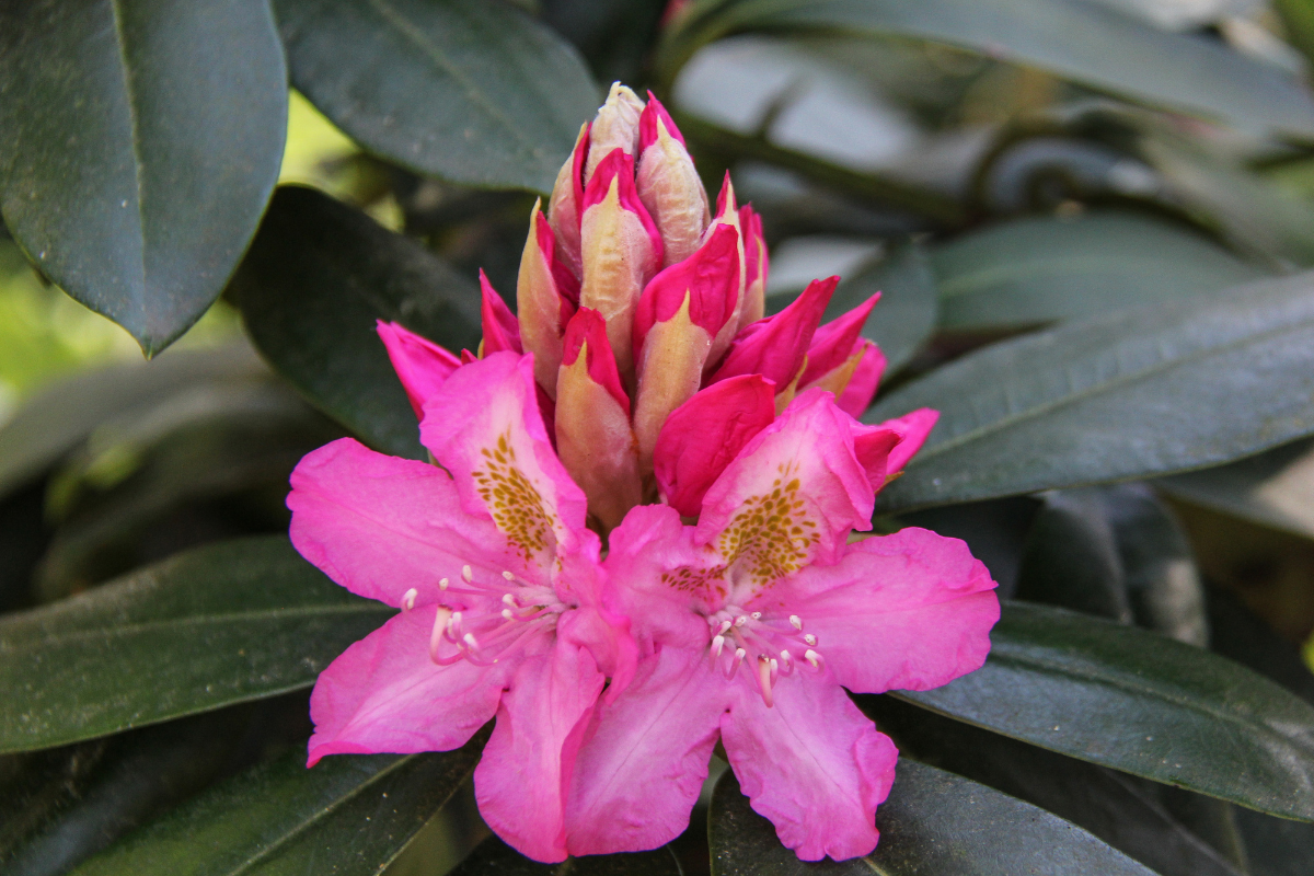 Azalea che perde i fiori o i boccioli: cause e rimedi pratici
