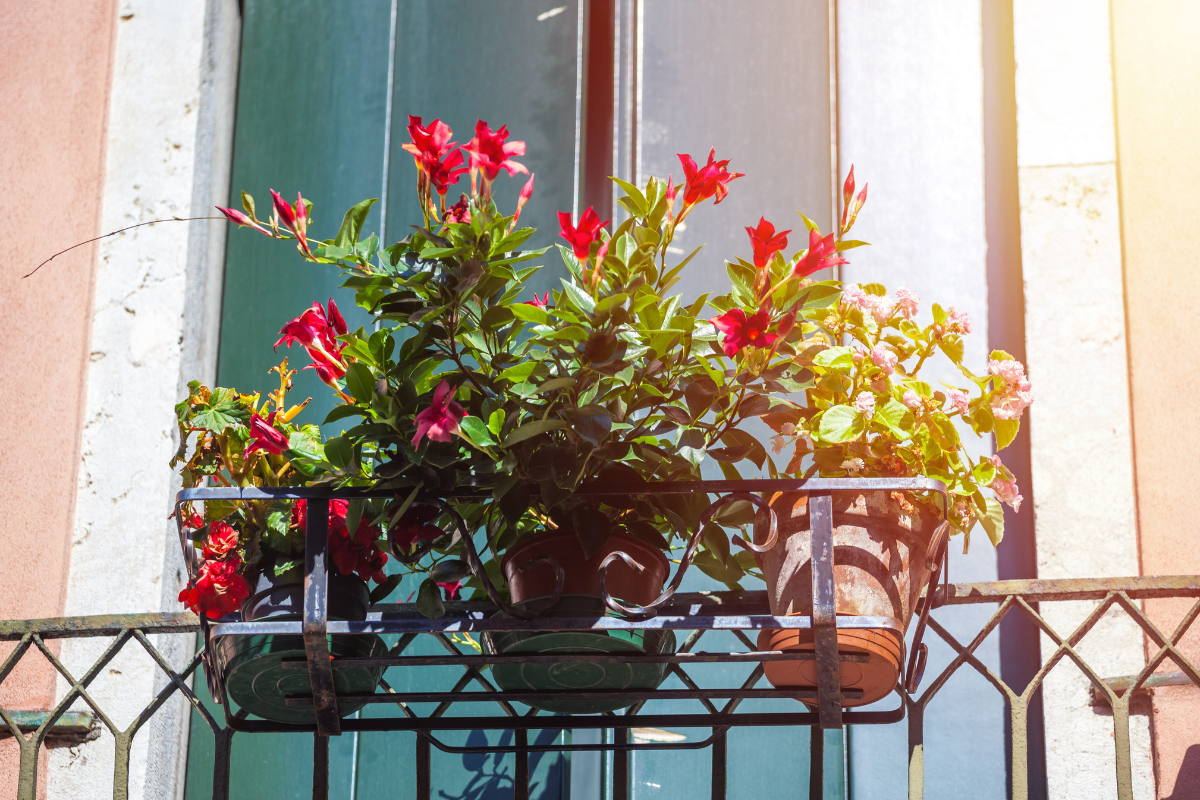 Balcone con pianta di fiori rossi in vaso, illuminata dal sole davanti a finestra con persiane.