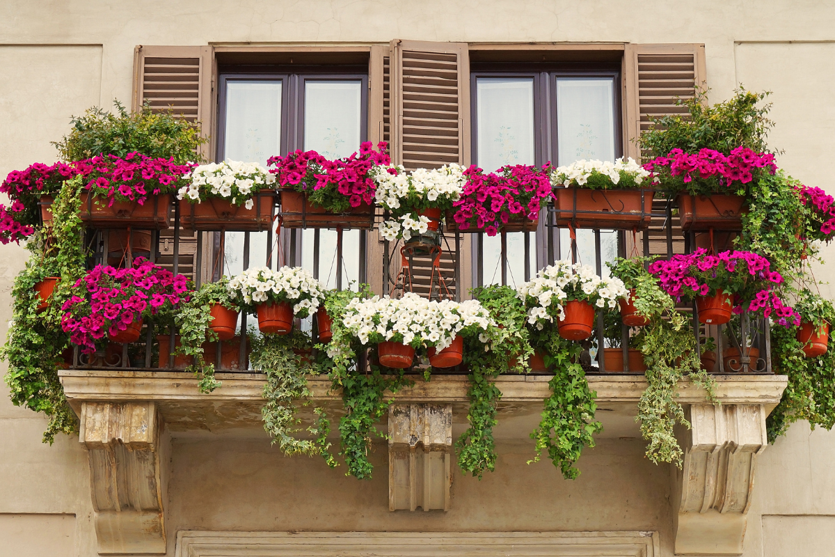 Balcone con fioriere abbondanti di fiori rosa e bianchi e piante ricadenti su facciata elegante.