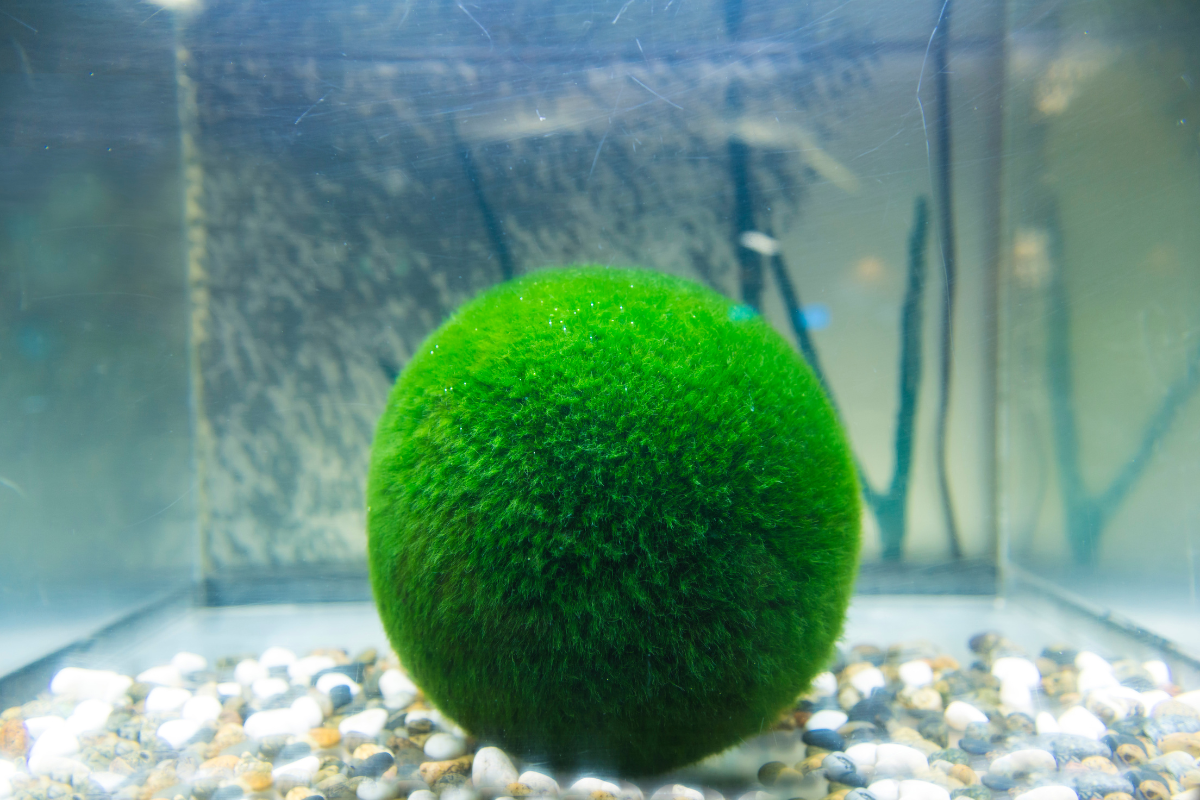 Palla di marimo verde brillante in acquario con ghiaia chiara sul fondo.