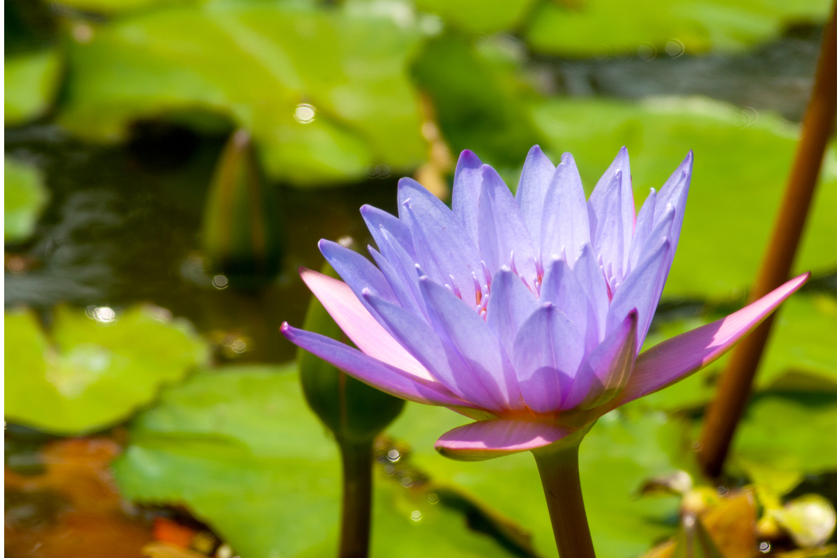 Fiore di ninfea viola in primo piano su acqua con foglie verdi galleggianti.