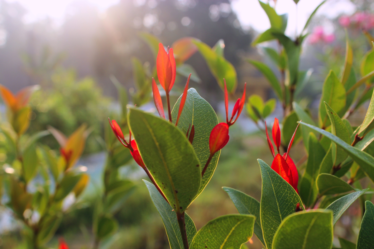 Germogli rosso brillante di Eugenia (Syzygium myrtifolium) in crescita su foglie verdi, illuminati dalla luce del sole in primavera.