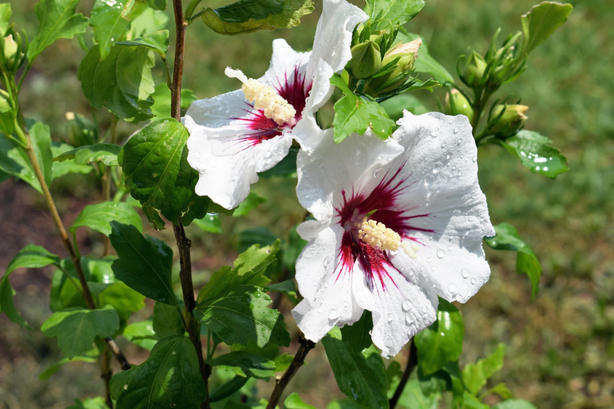 Fiori bianchi con centro rosso di Hibiscus syriacus su fogliame verde, dettaglio della fioritura estiva ornamentale.