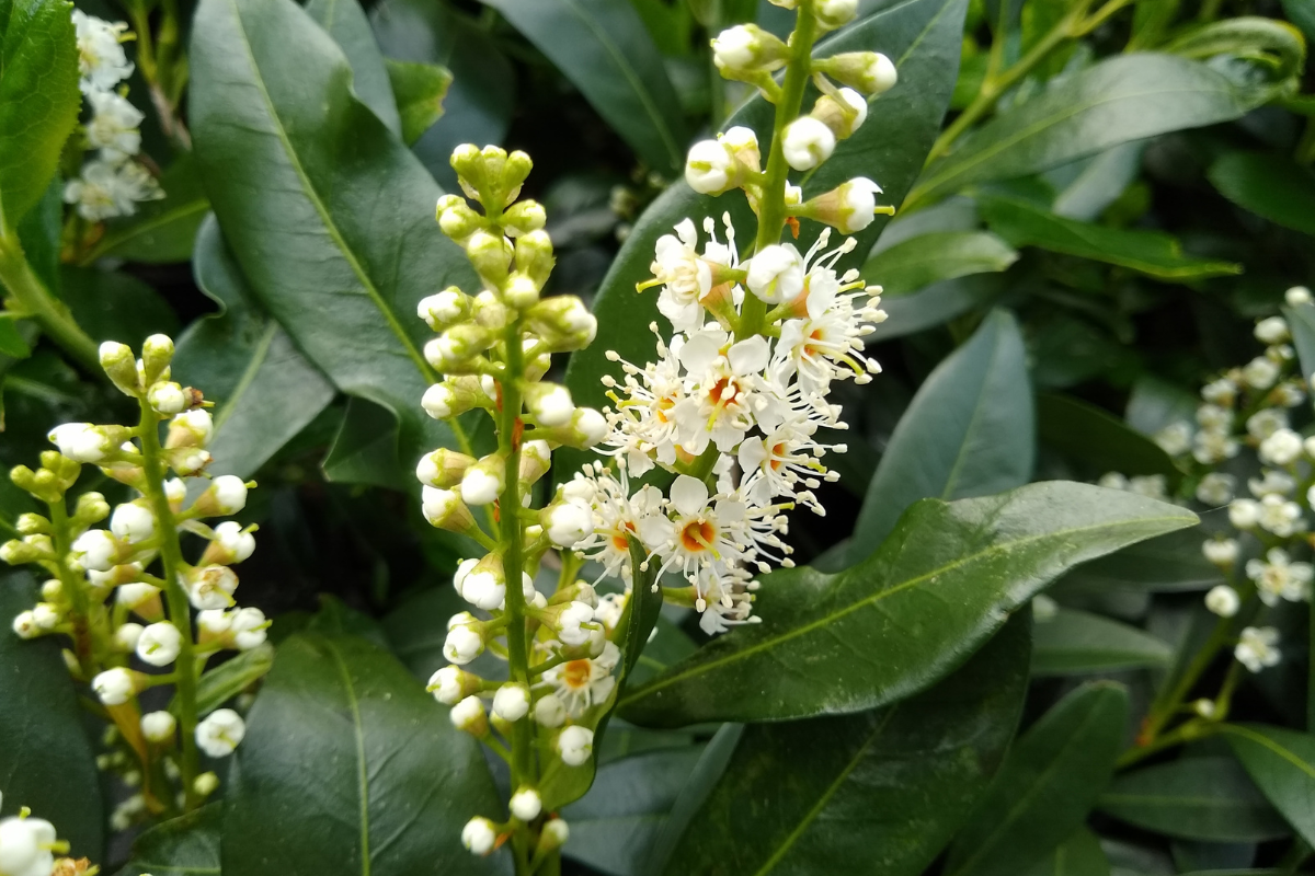 Fiori bianchi a grappolo di Lauroceraso (Prunus laurocerasus) su foglie verdi lucide, dettaglio della fioritura primaverile.