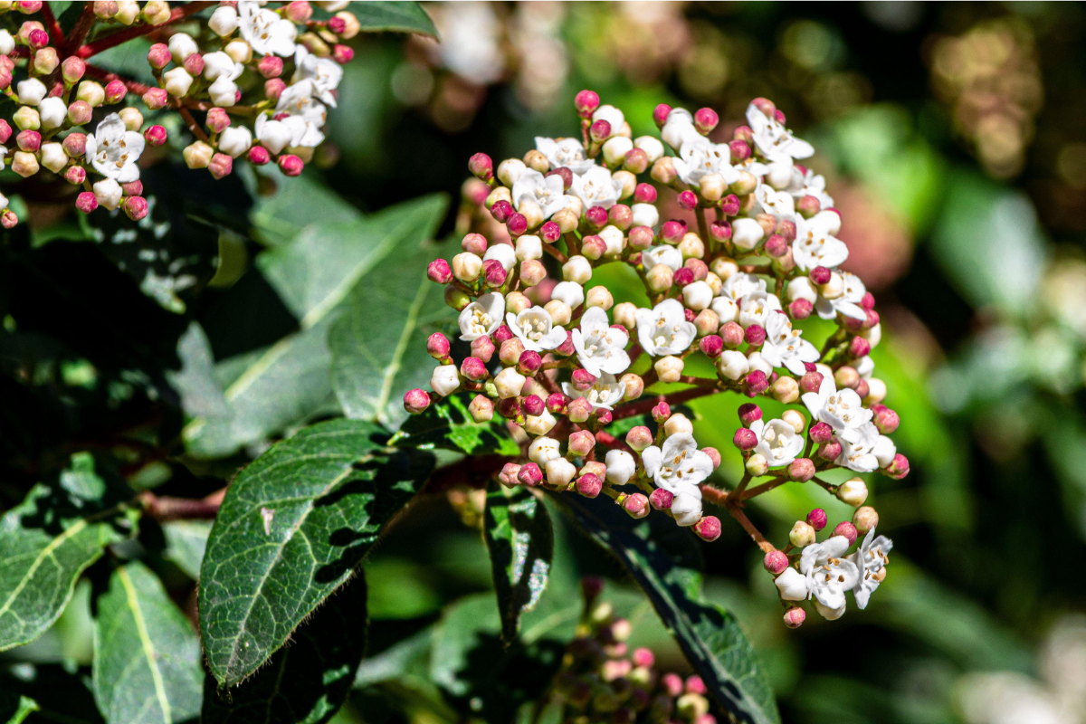 Fiori bianchi e boccioli rosa di Viburnum tinus su foglie verdi lucide, dettaglio della fioritura invernale di una siepe sempreverde.