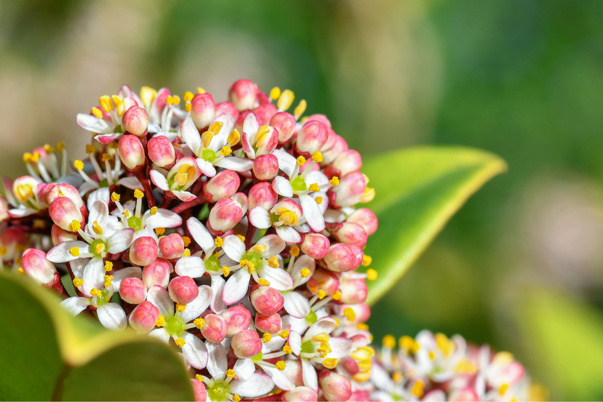 Fiori bianchi con boccioli rosa di Skimmia japonica su foglie verdi lucide, dettaglio della fioritura ornamentale invernale.